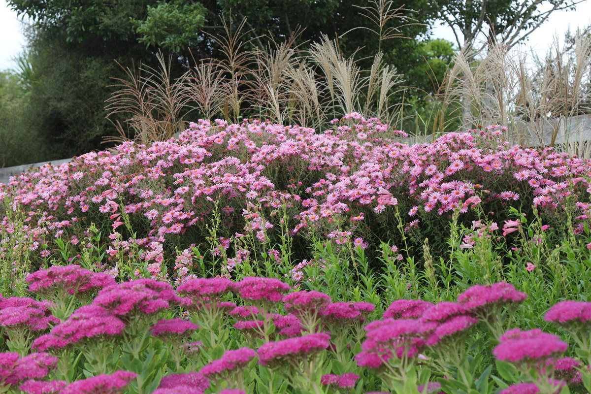 Aster novae-angliae 'Harrington's Pink' (3)